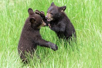 Game viewing