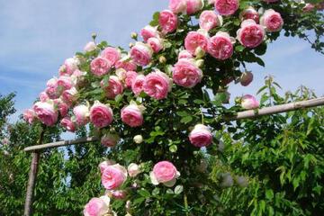 Photo 46