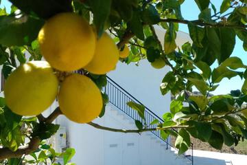 Photo 61