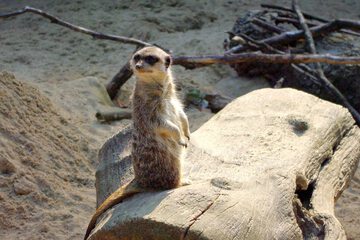 Point of interest