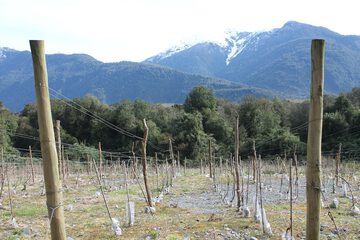Vineyard