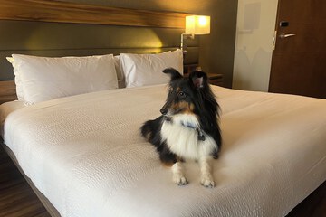 Pet-friendly