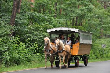 Horseback riding