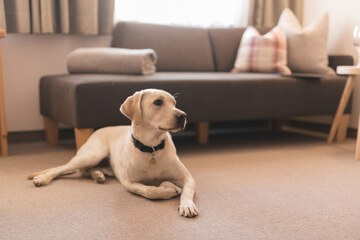 Pet-friendly
