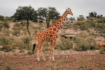 Safari