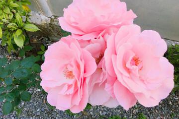 Photo 71