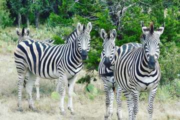 Game viewing