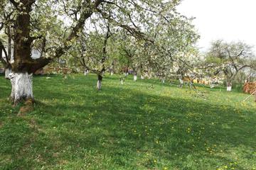 Photo 29