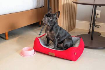 Pet-friendly