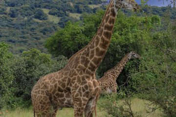 Game viewing