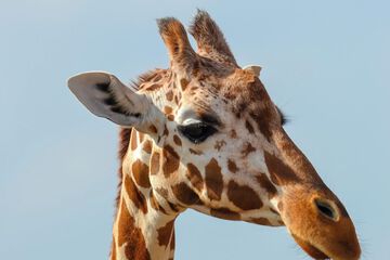 Game viewing