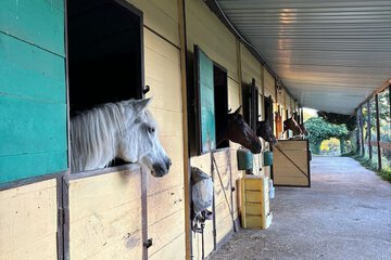 Horseback riding