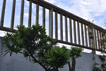 Japanese garden