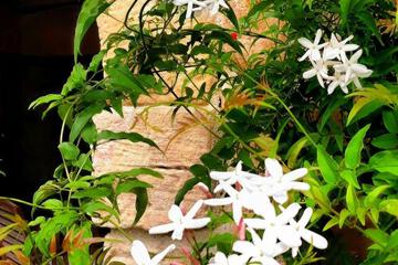 Photo 66