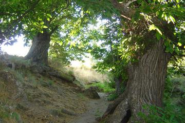 Photo 53