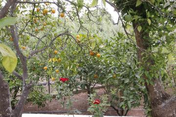Photo 49