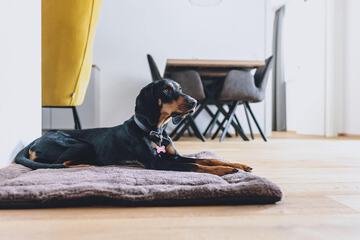 Pet-friendly