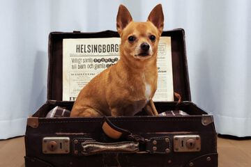 Pet-friendly