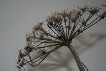 Photo 50