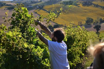 Winery