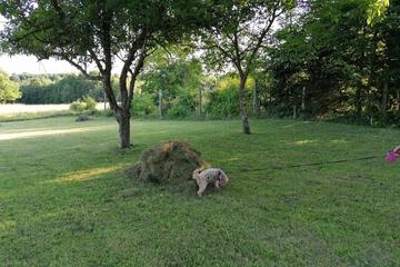 Photo 29