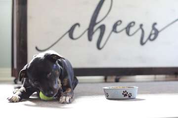 Pet-friendly