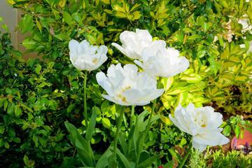 Photo 74