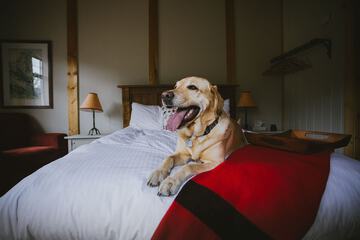 Pet-friendly
