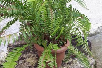 Photo 20