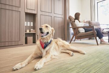 Pet-friendly
