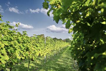 Winery