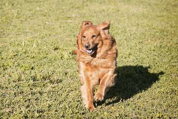 Pet Friendly 49 of 61