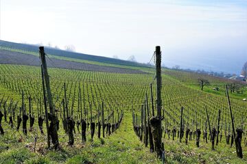 Land view from property