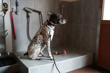 Pet-friendly