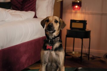 Pet-friendly