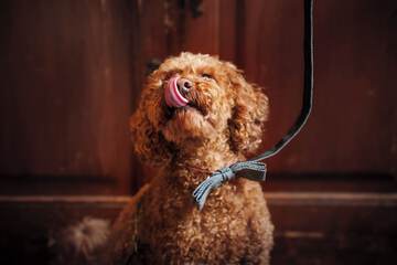 Pet-friendly