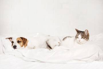 Pet-friendly amenities