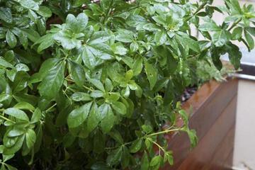 Photo 22