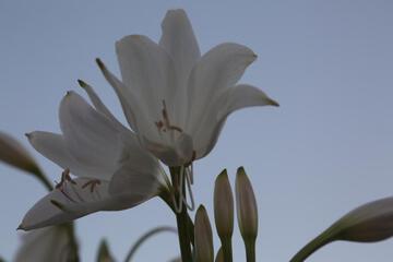 Photo 53