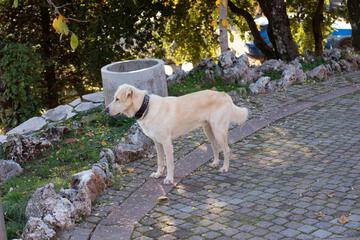 Photo 42