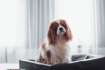 Pet-friendly