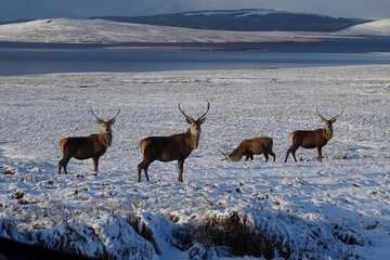Game viewing