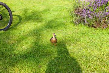 Photo 48