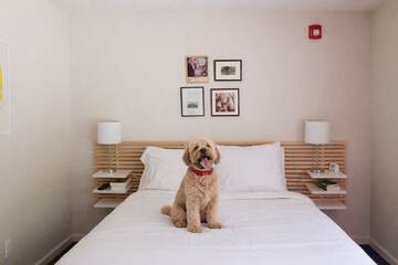 Pet-friendly