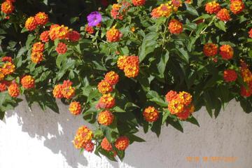 Photo 43