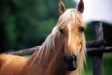 Horseback riding