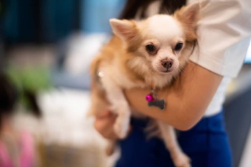 Pet-friendly