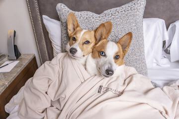 Pet-friendly
