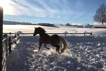 Horseback riding