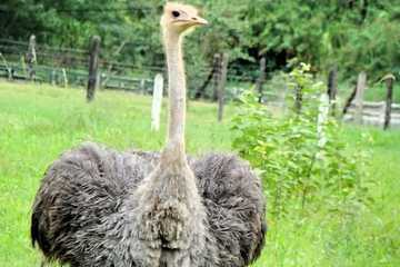 Game viewing